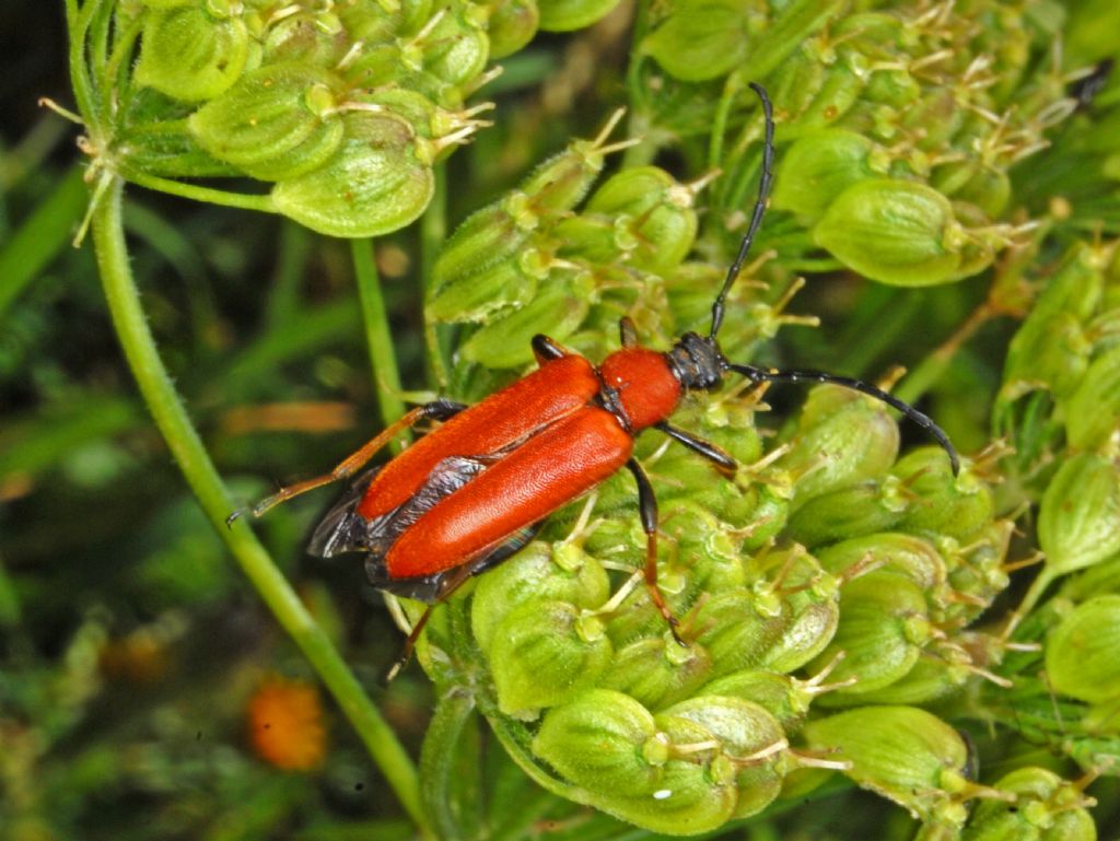 Un Cerambicide tutto rosso:  Stictoleptura rubra, femmina